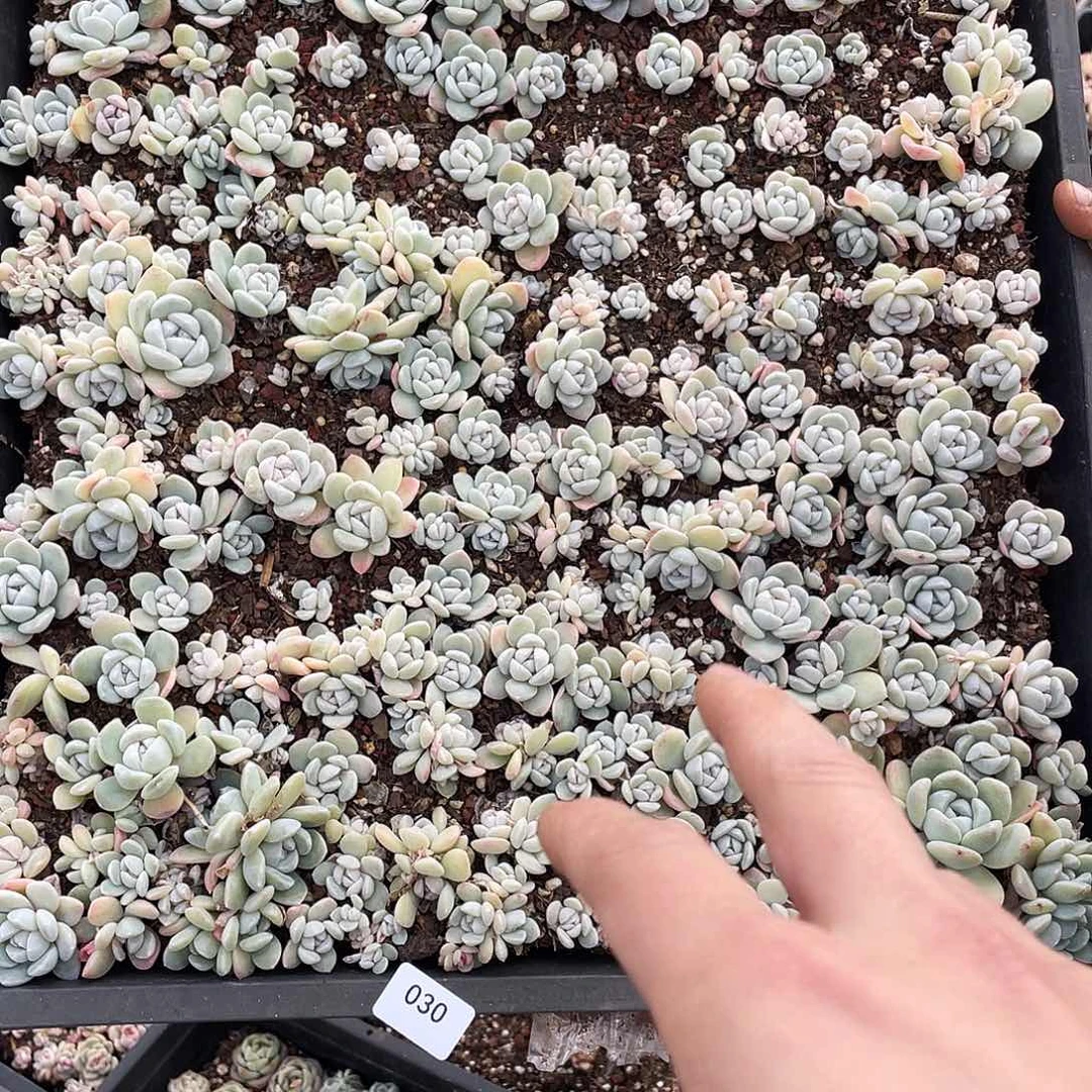 皇***帝030。 定。