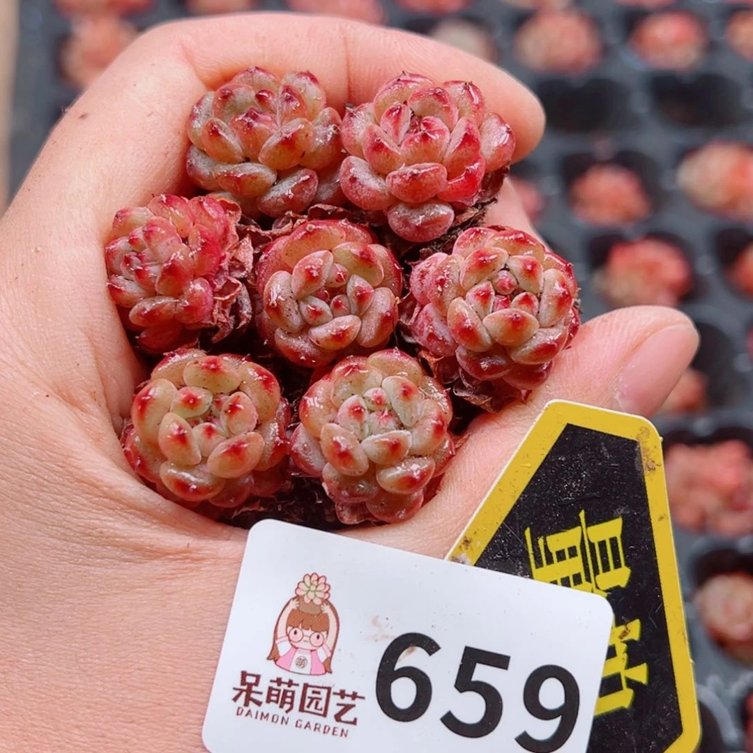 当前无花朵，栽培后可花朵