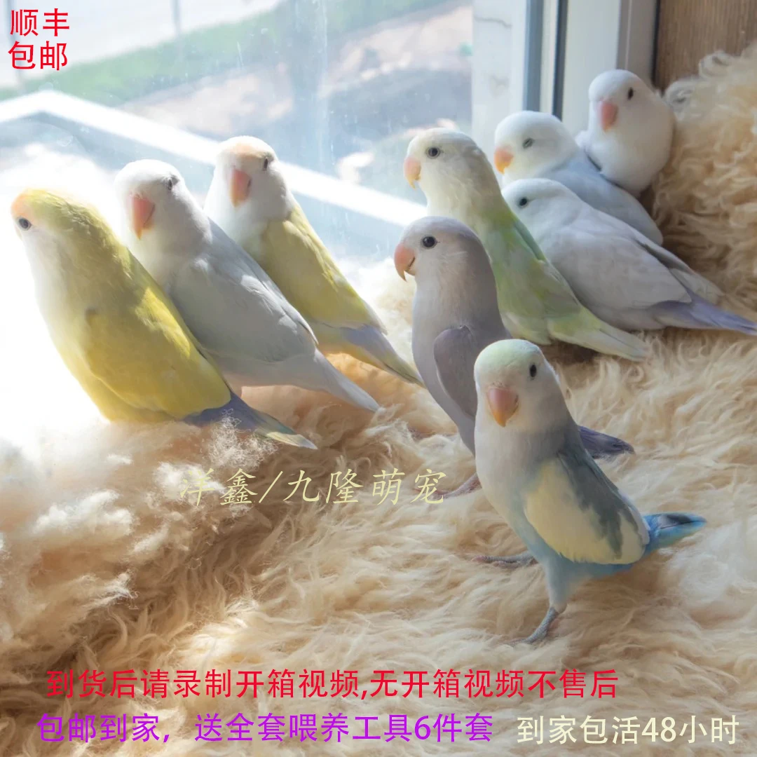 牡丹鹦鹉手养半毛活体鹦鹉面类观赏鹦鹉宠物鸟 手养亲人牡丹鹦鹉