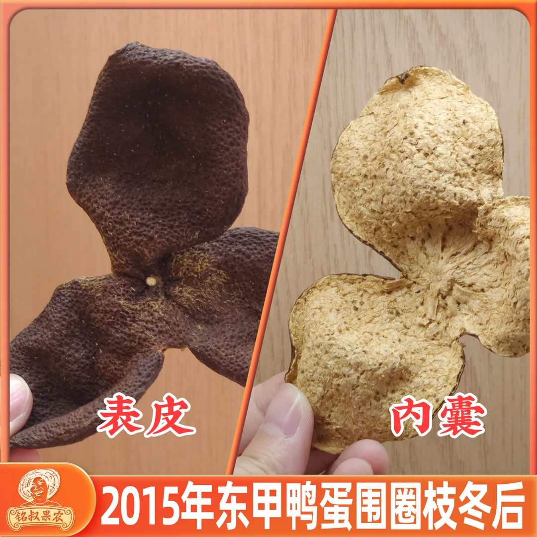 【断皮 蜜兰香】2015年东甲圈枝鸭蛋围冬后皮断皮
