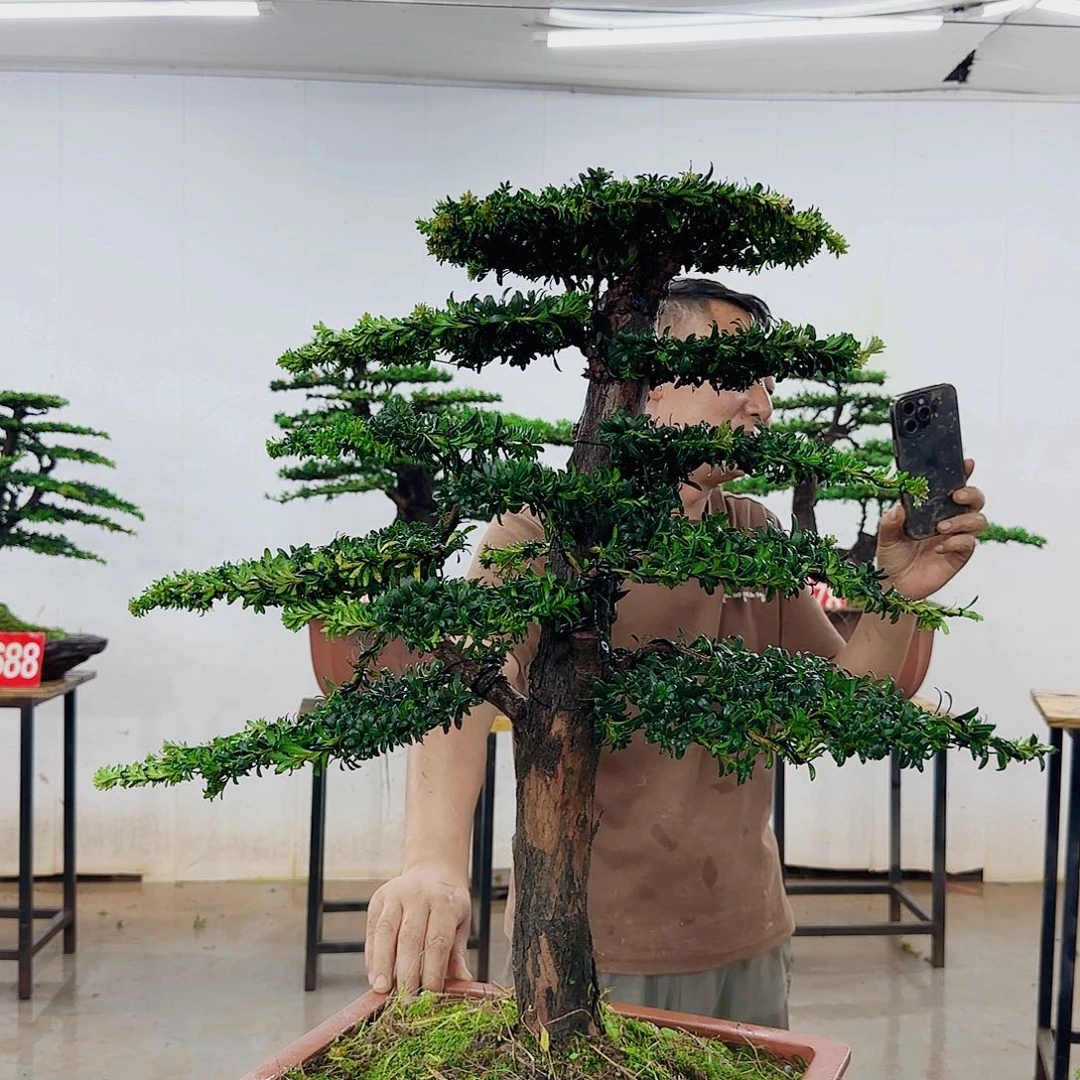 无花朵盆景园林……