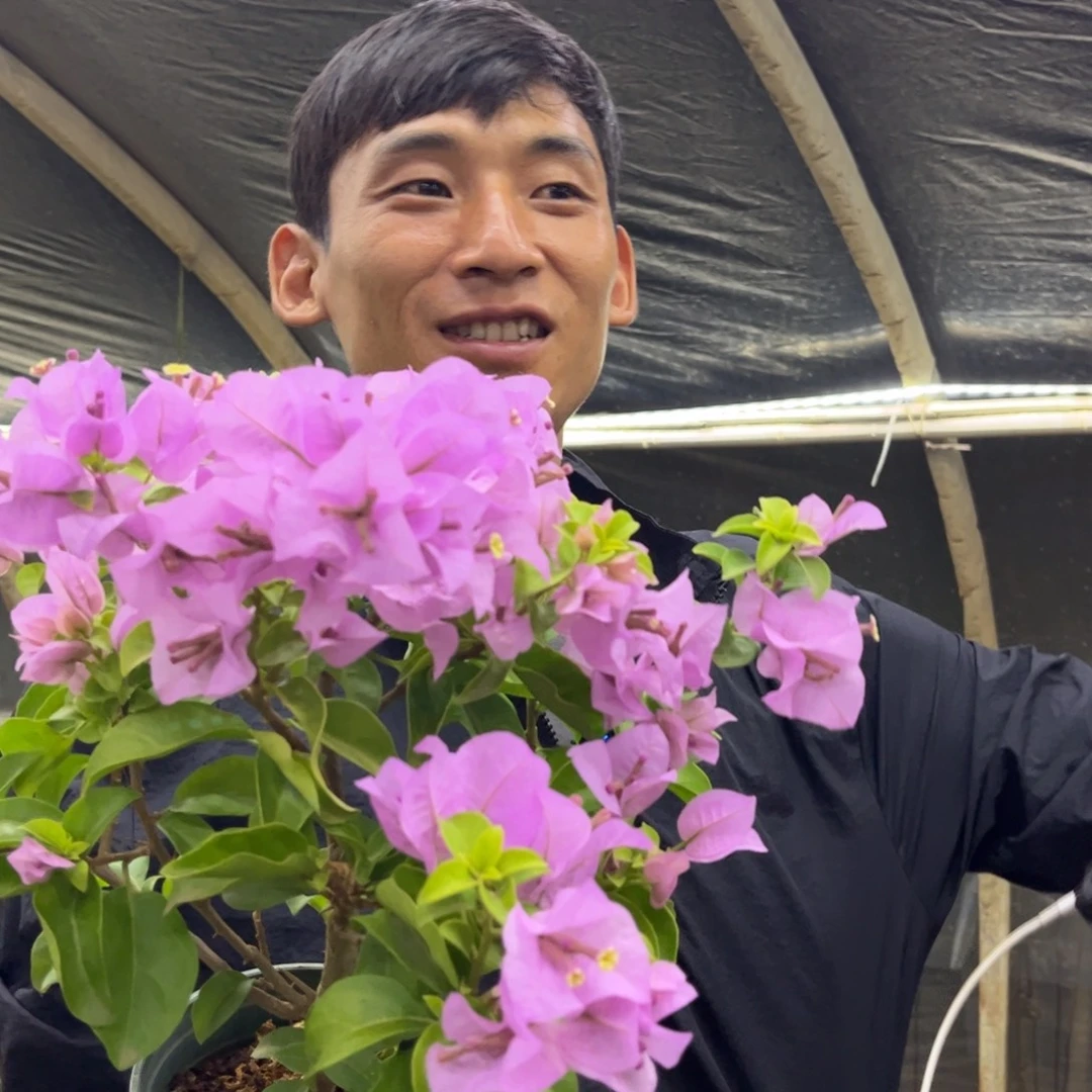 完全开放（艾比）三角梅会落花落叶会光杆苗有大有小