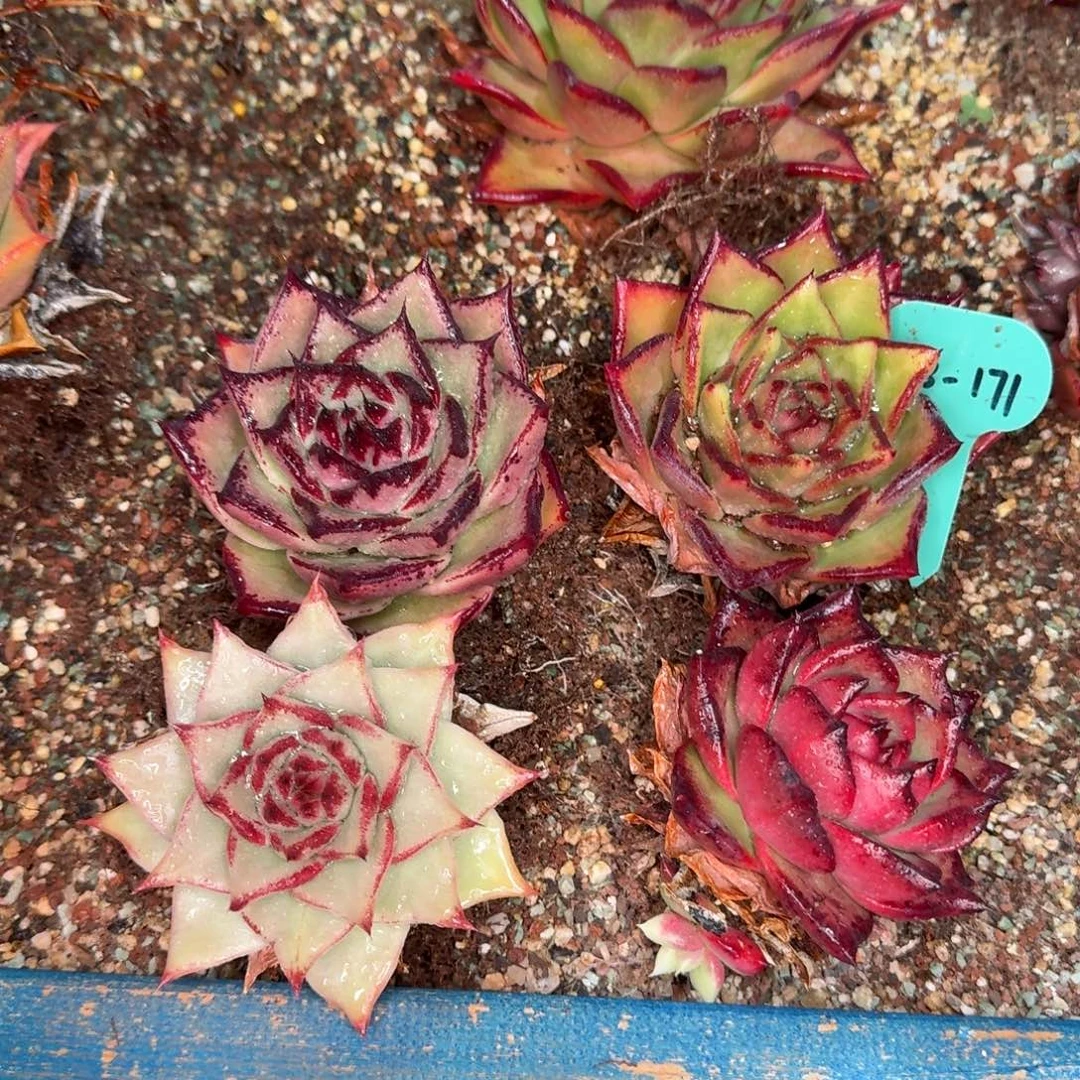 从前慢多肉精选编号0103.171