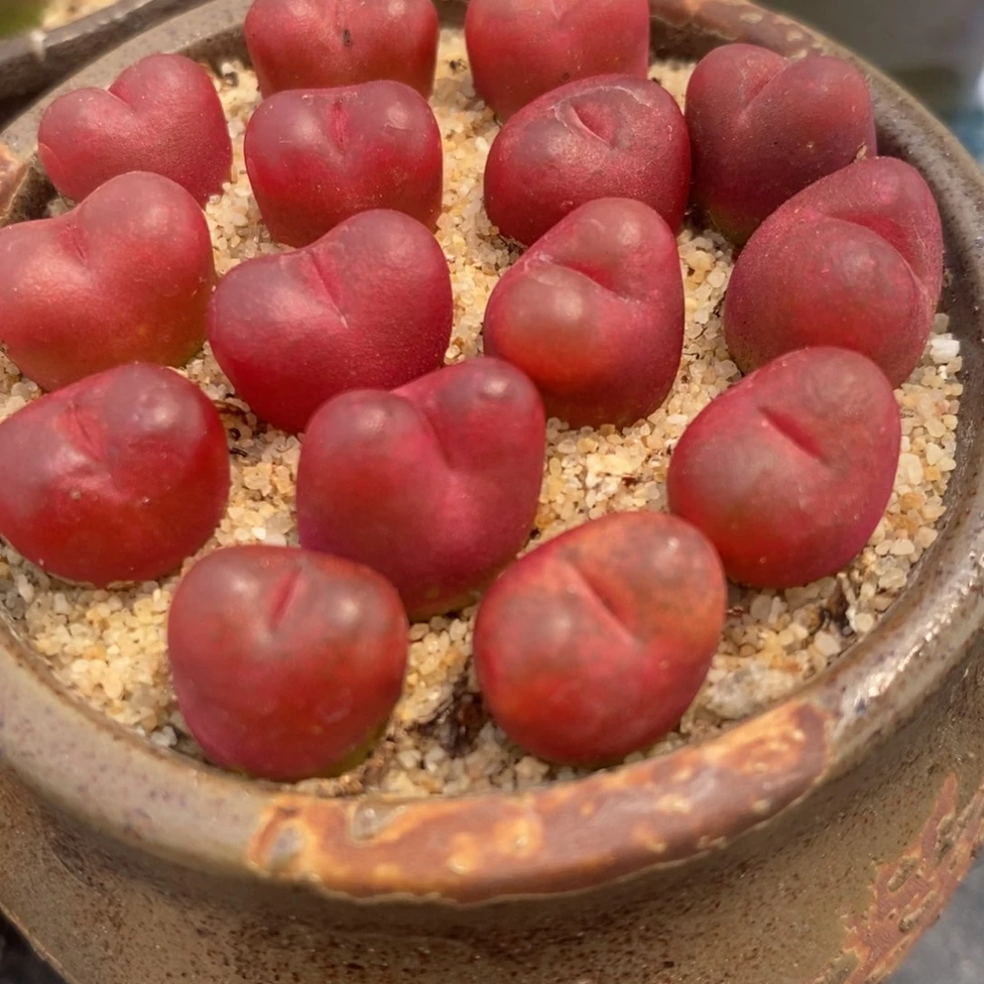 吕氏红宝石一颗。