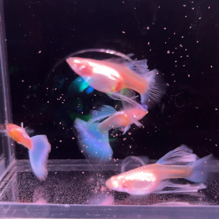 孔雀鱼蓝白蝴蝶绒球2对