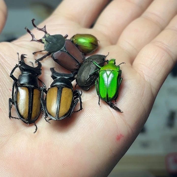 新手套餐昆虫如图6只