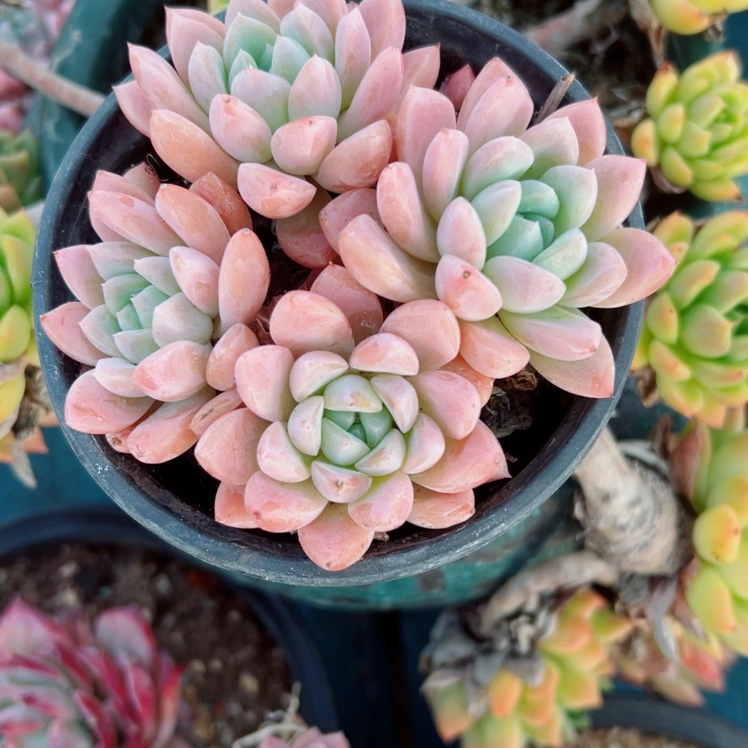 精品多肉植物老桩