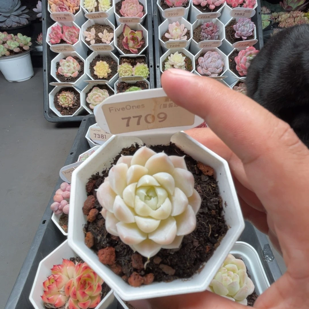 7709白月影4.5厘米