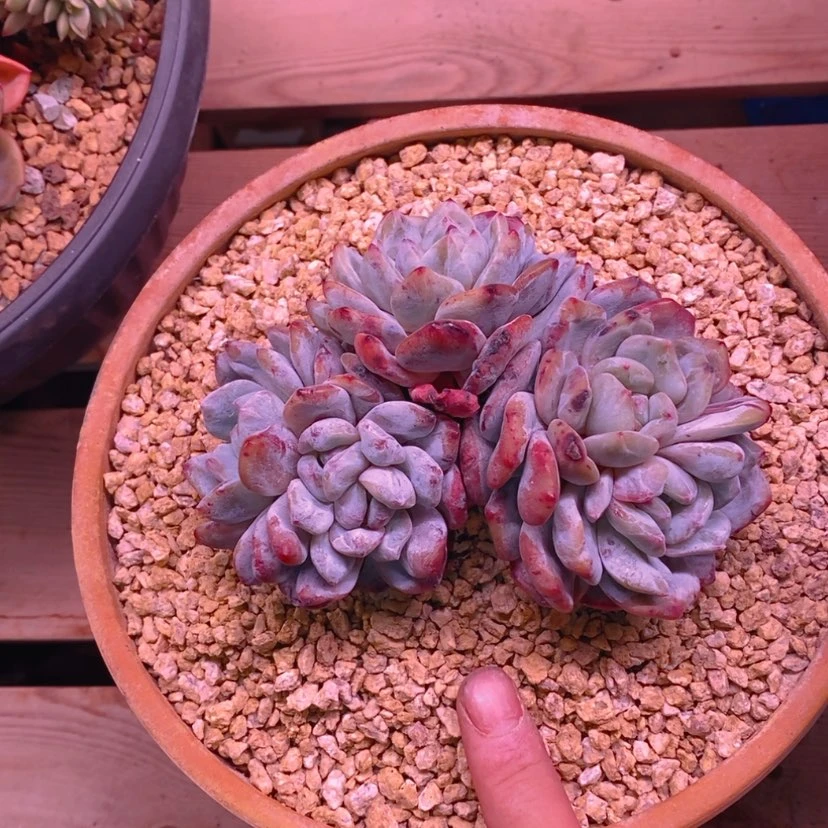 【闪购商品】一**定11