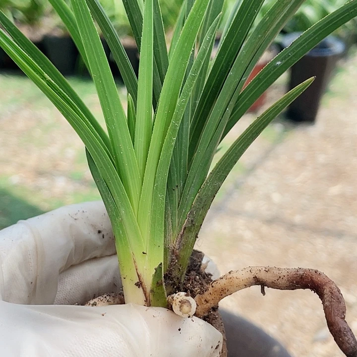 当前无花栽培后可以开花陈*旬