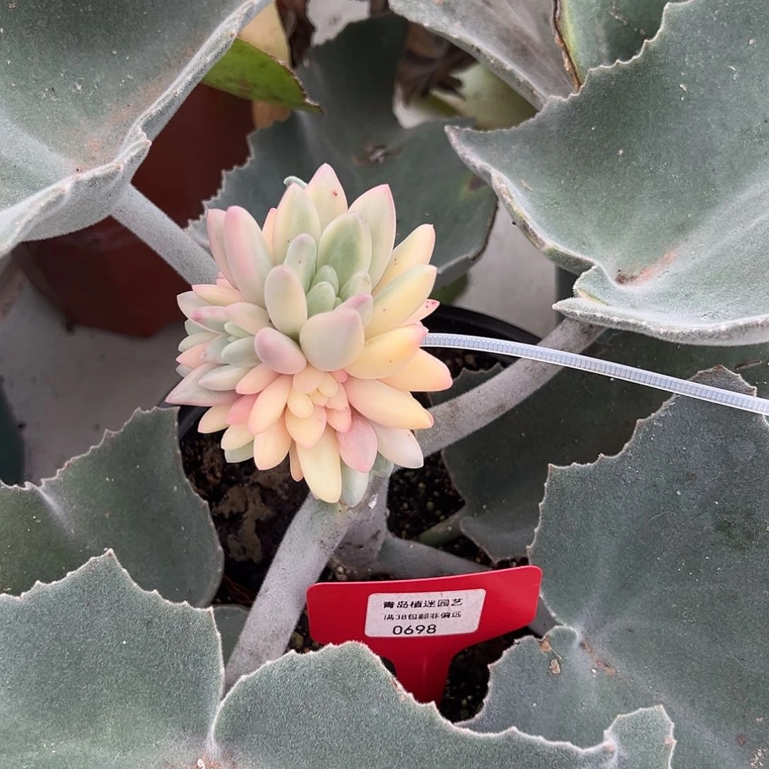 698号捧花红蜻蜓锦群多肉