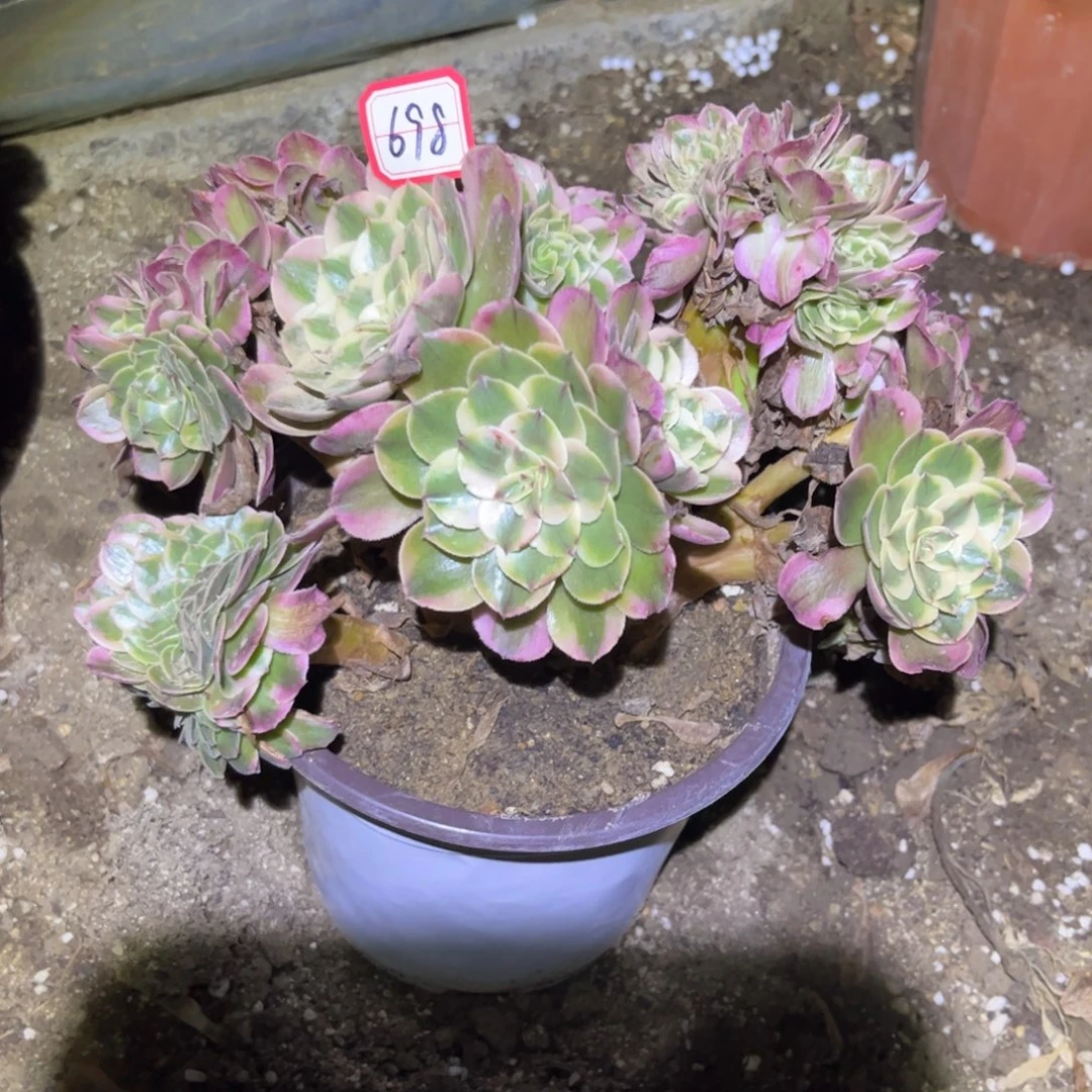 698多肉植物荔枝缀化