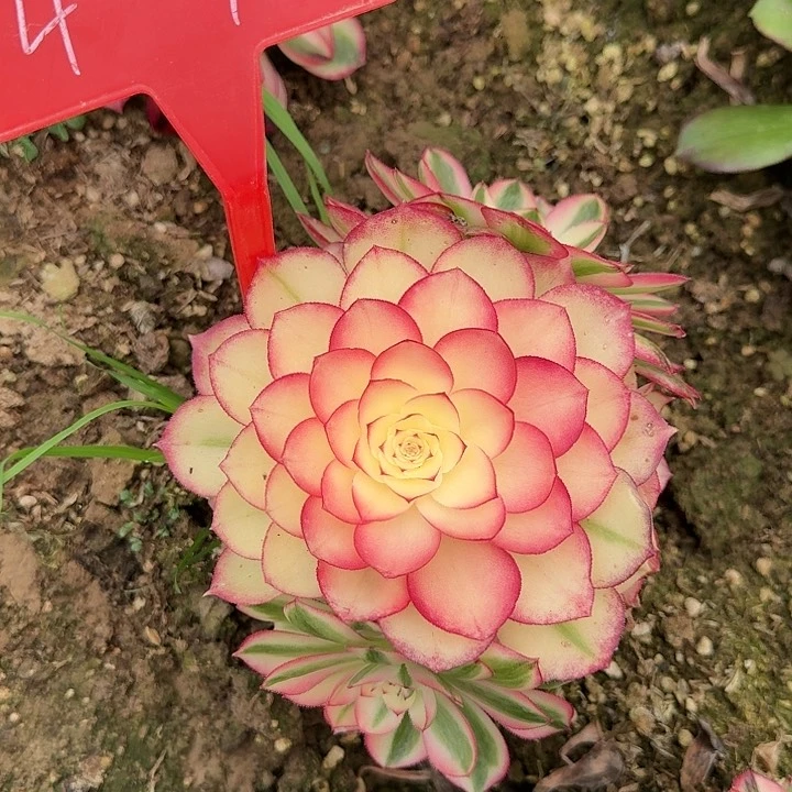 4-90荔枝多肉法师