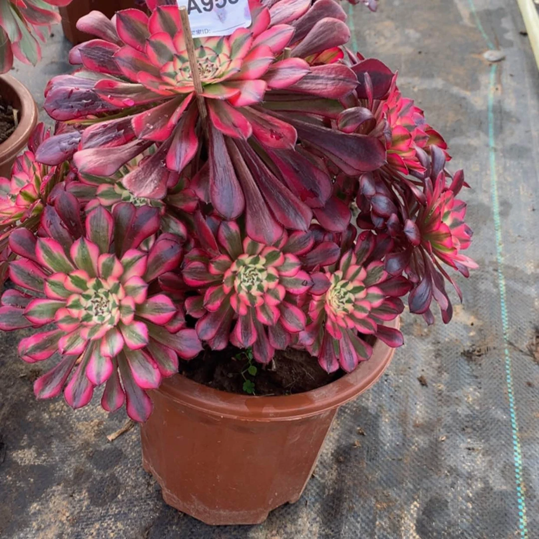 【闪购商品】958红铜