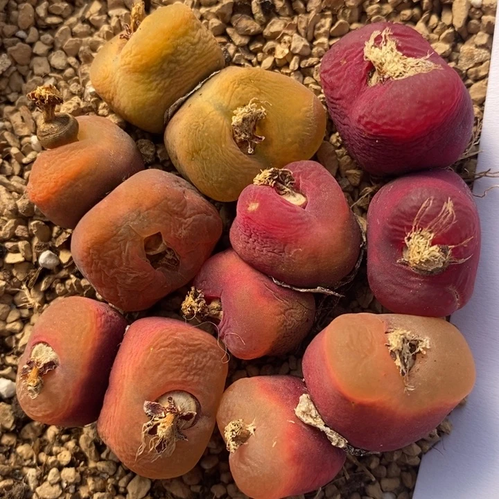 2774一组一组一组