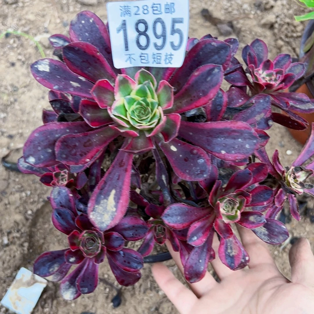 1895香奈儿多肉植物法师