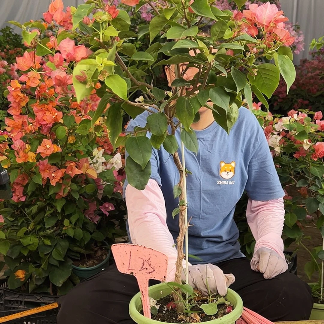卿***）大部分花苞少量开放L25不甜