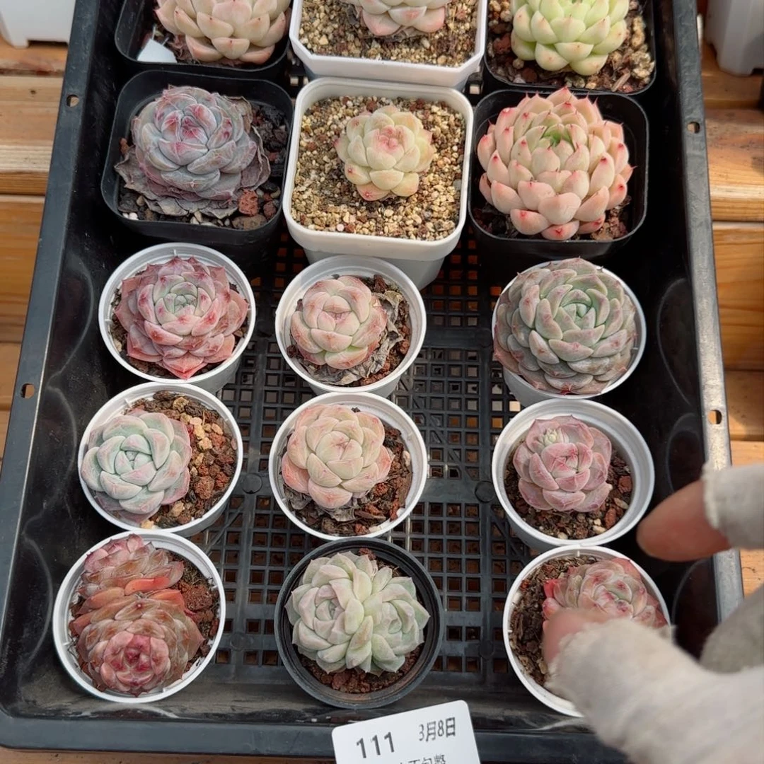 框拍框拍0308-111