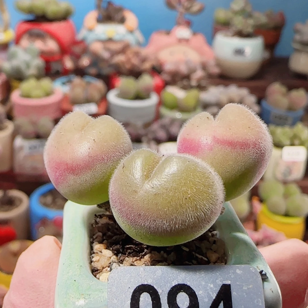 T可爱毛翠盆口2.5cm