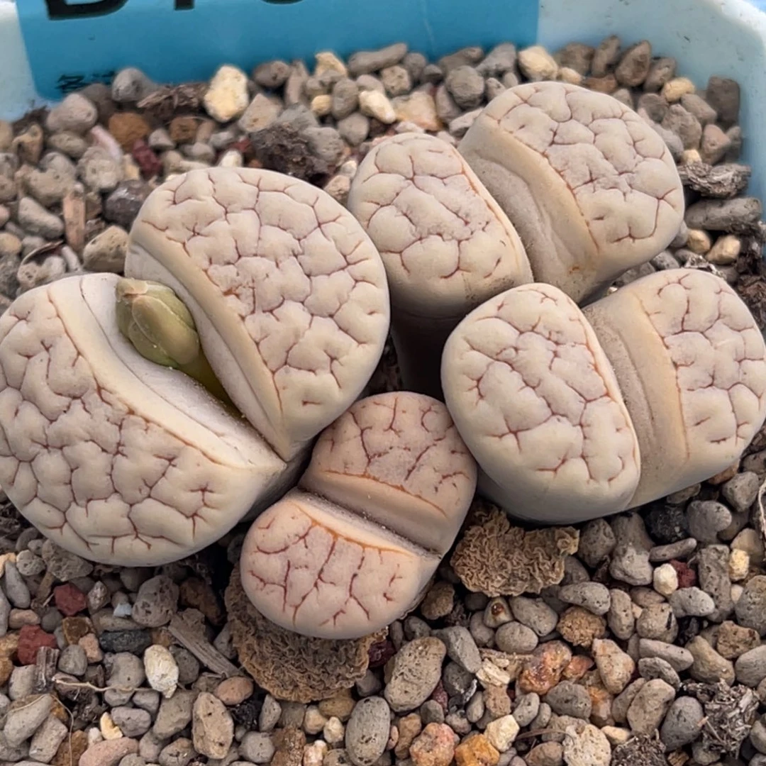 7824四头荒群一颗