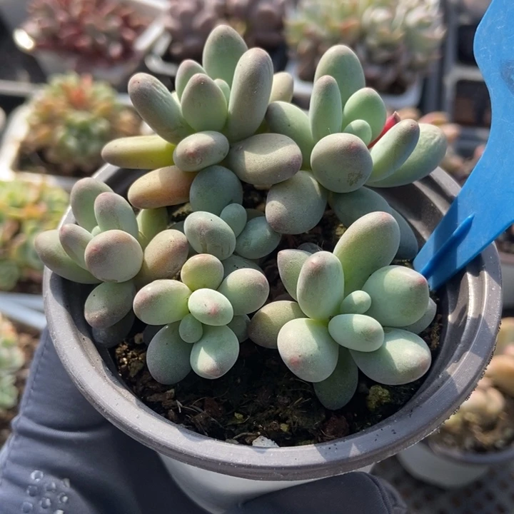 2002苹果奶多肉植物