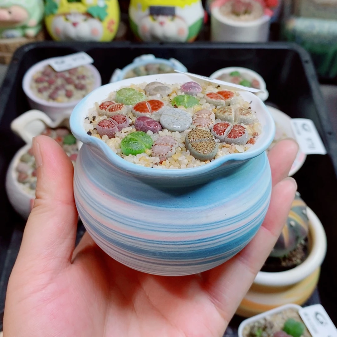 生石花花花花花976