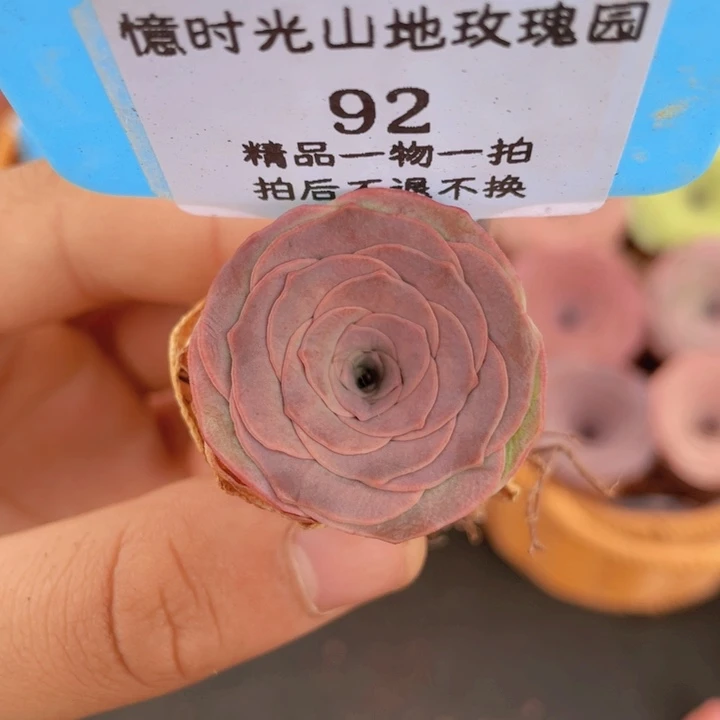 山地玫瑰92裸根发货不售后