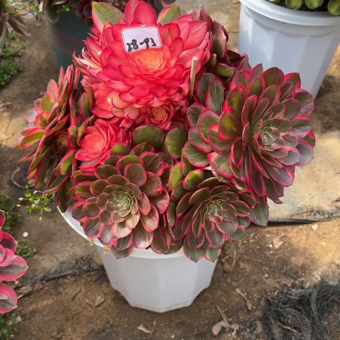 28-93黑膜锦多肉植物绿植