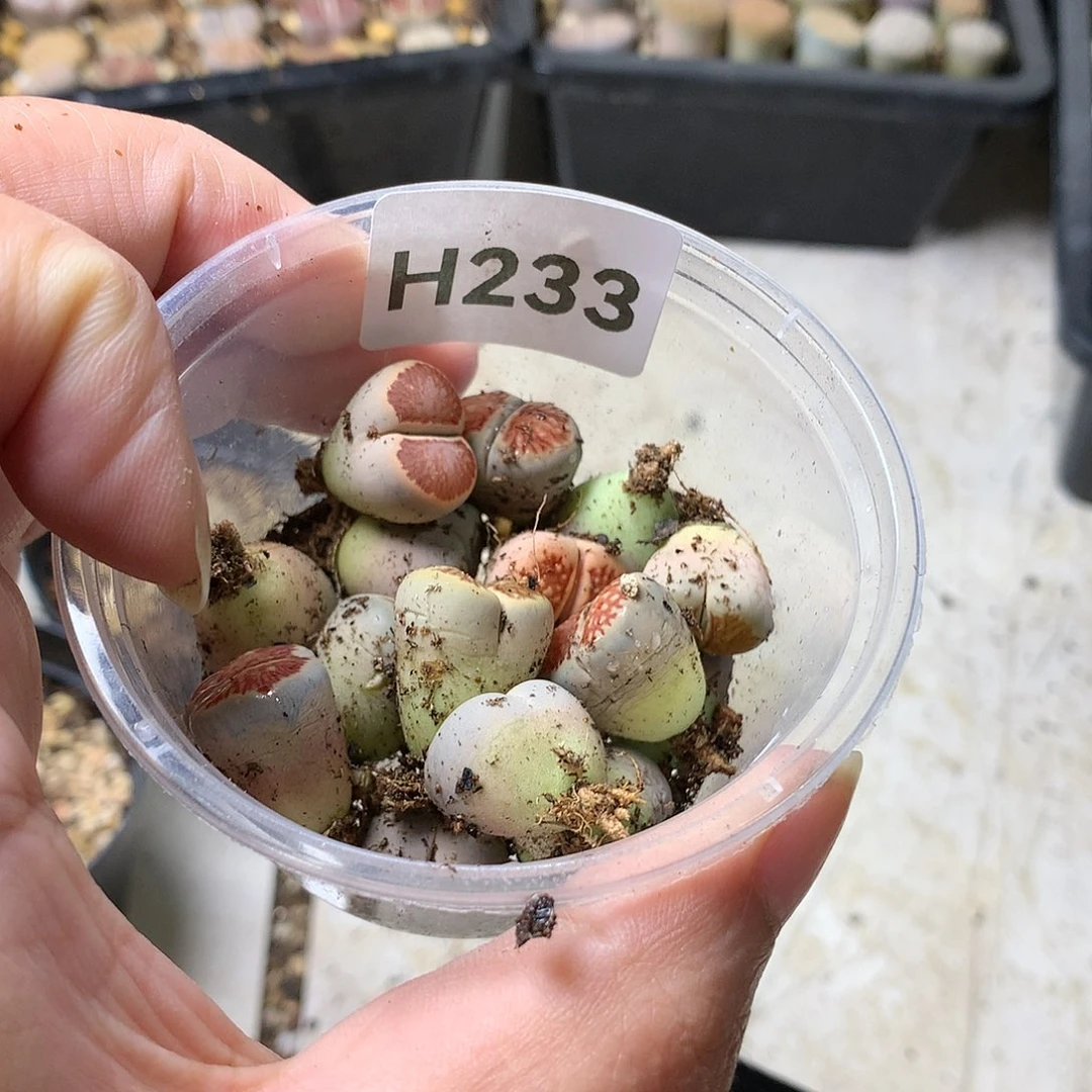 哎****?H233多肉植物保护研究所