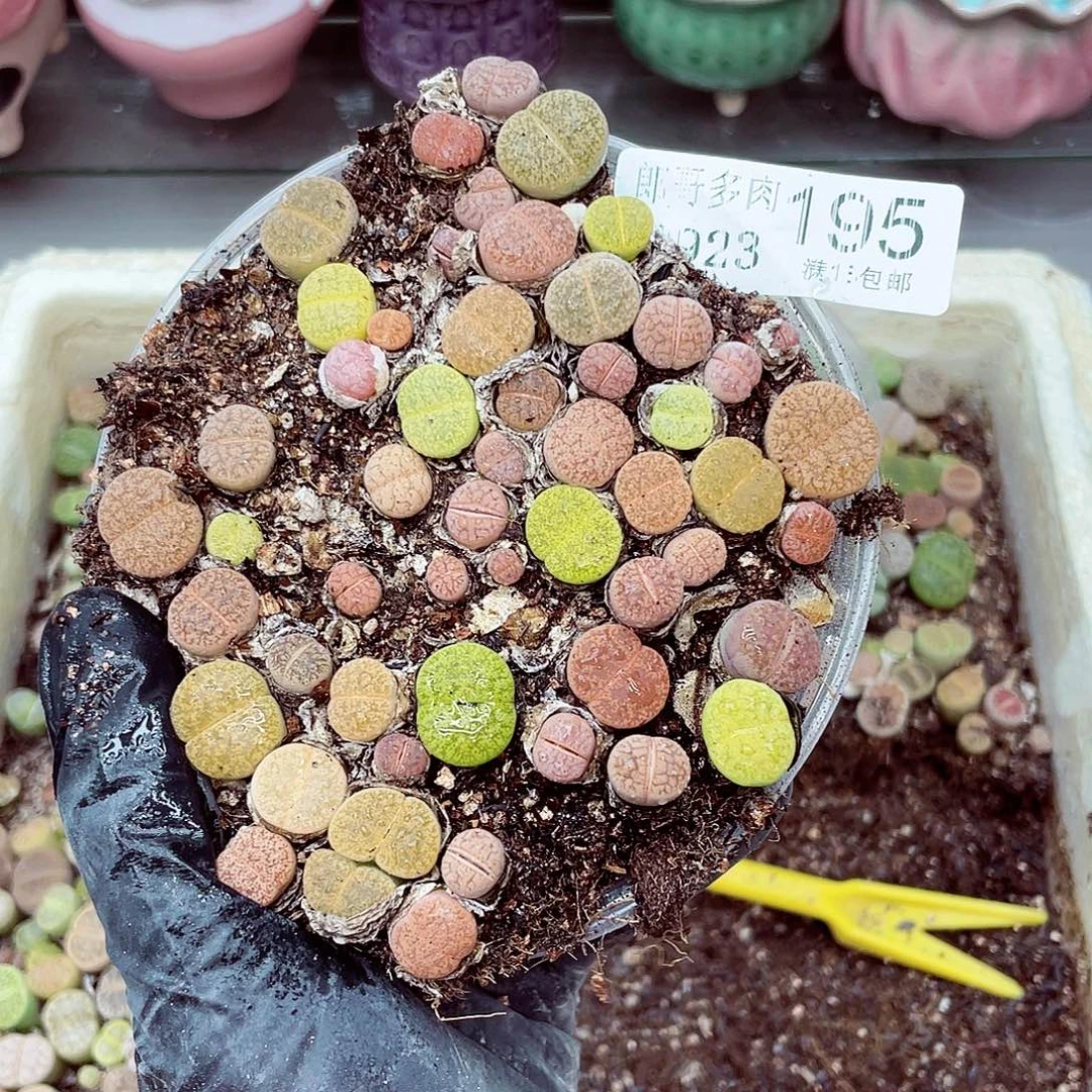 生石花满18包邮0923-195