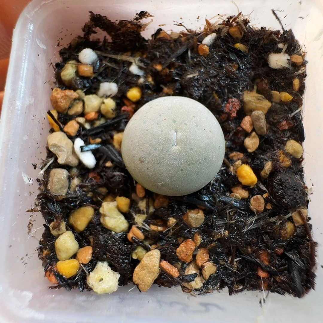 多肉植物福利肉锥超级烧卖微嘴1102450