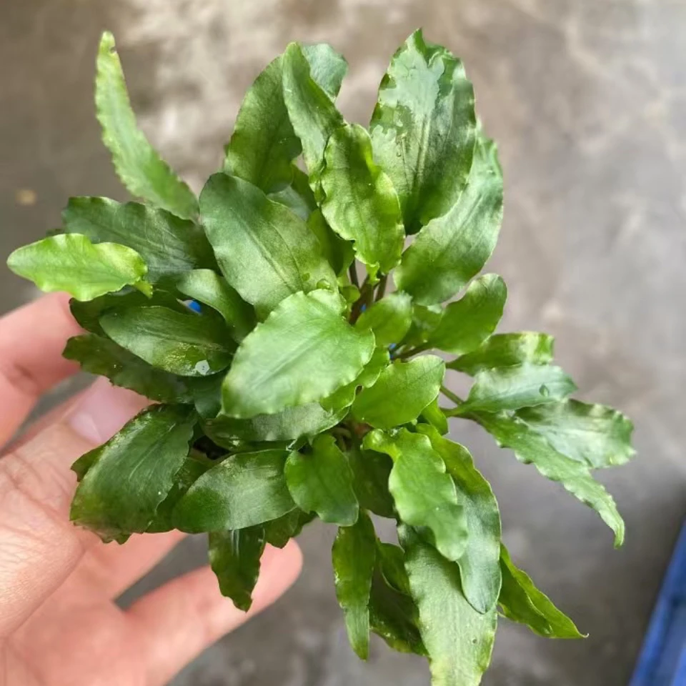 鱼缸水草皱边椒草水草气泡椒鱼缸造景阴性水草
