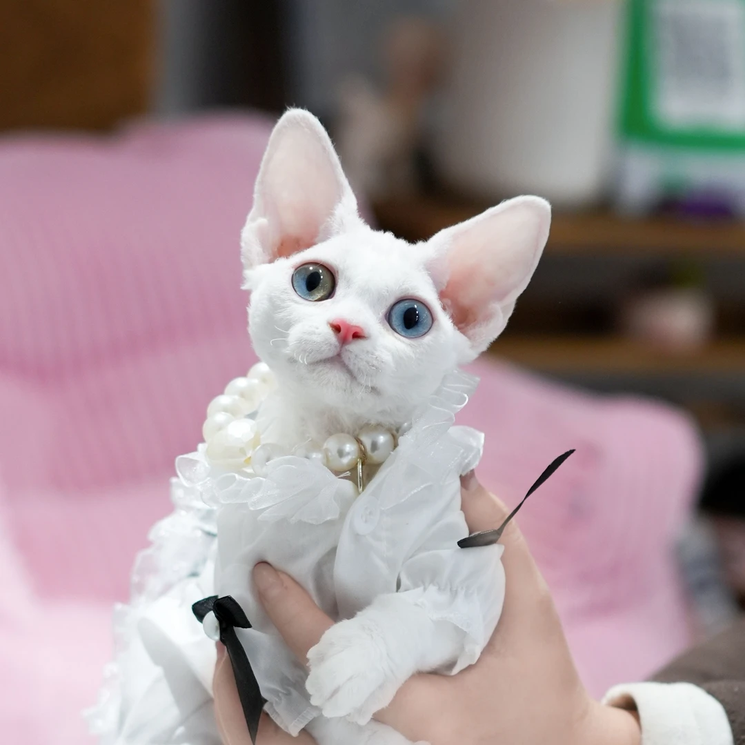 纯白色异瞳妹妹 蒙奇奇  全款12800宠物