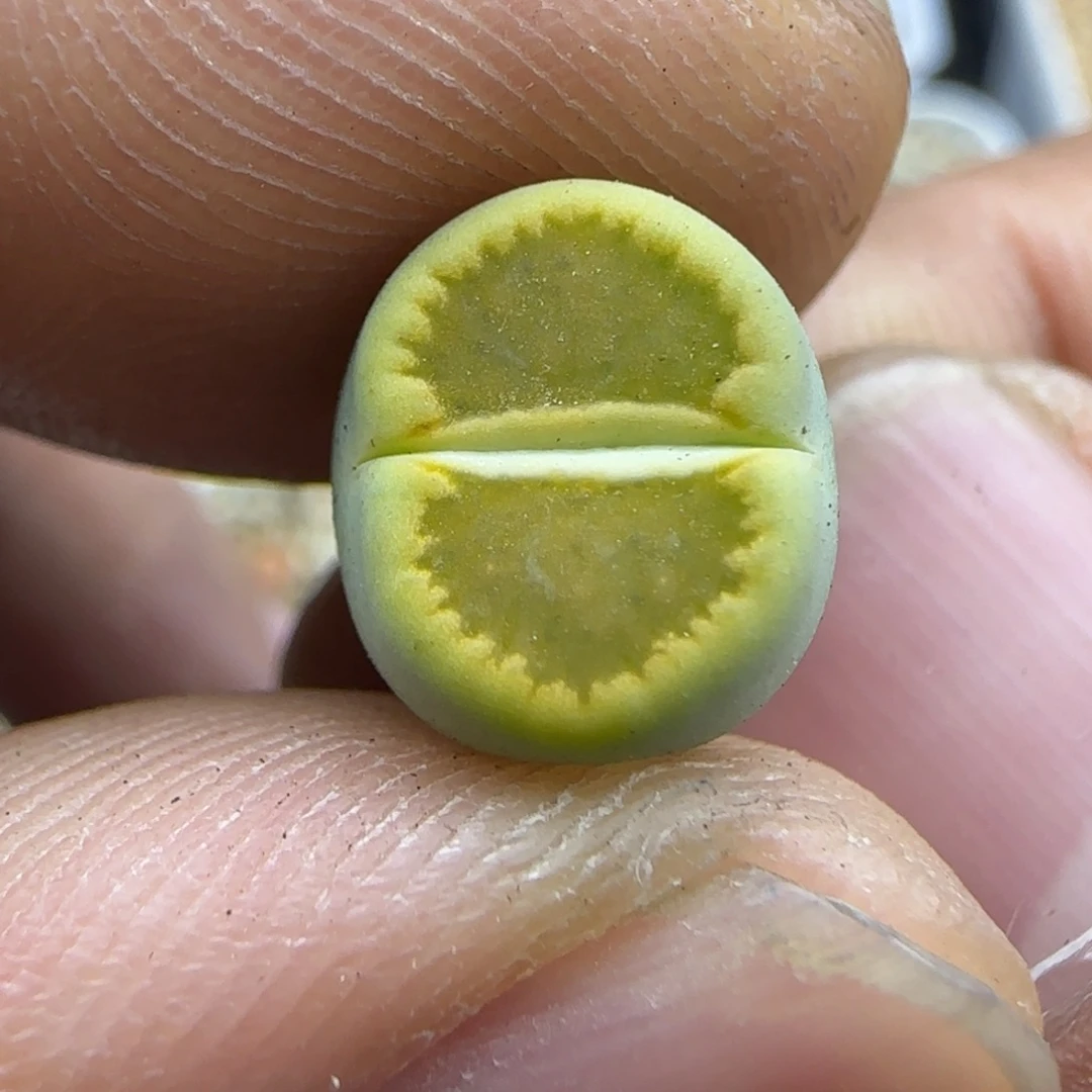 259 生石花大棚直播