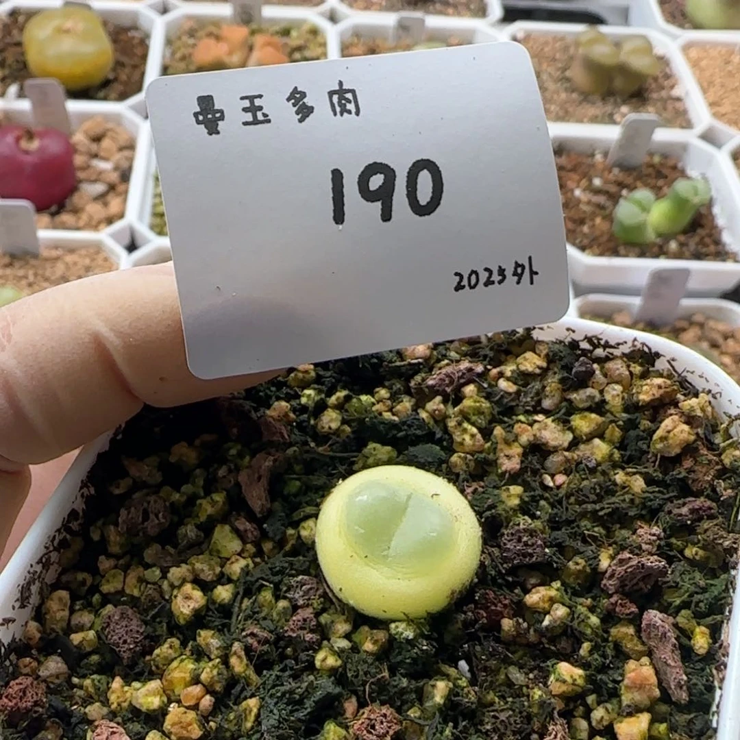 花****^多肉多肉多肉2025-190