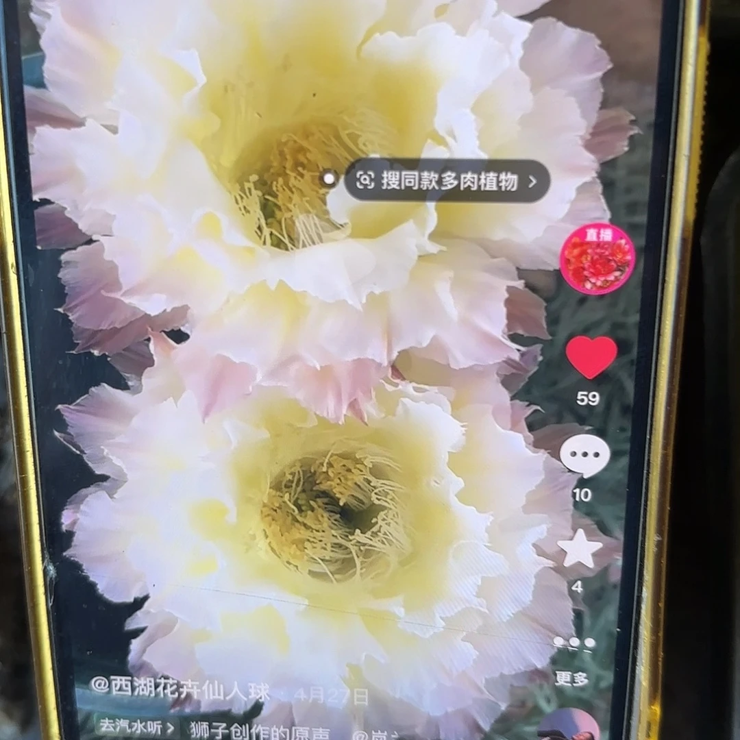 带根白可可20包邮仙人球