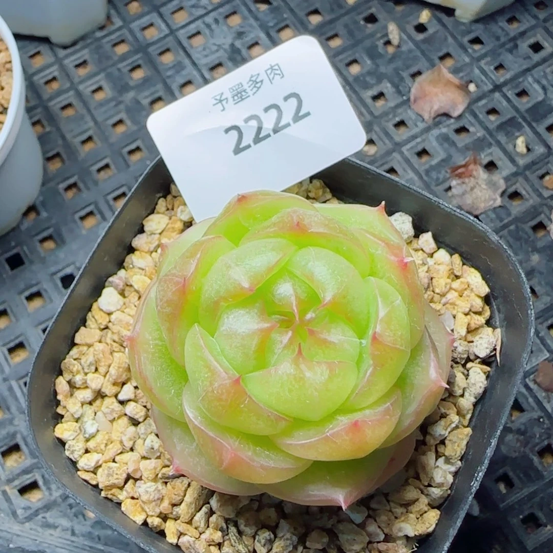 灵耀珍妮，2222多肉植物