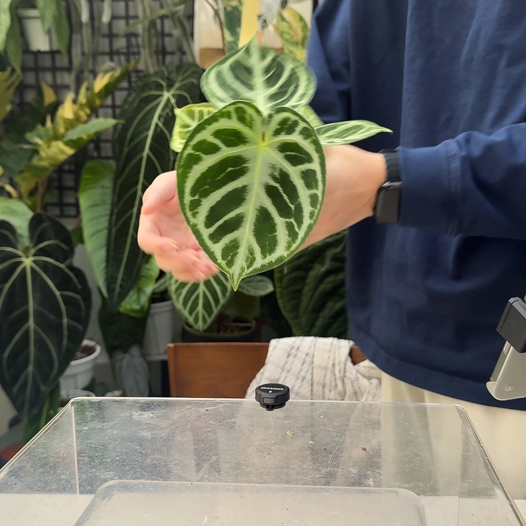 完全开放J08铜锣烧