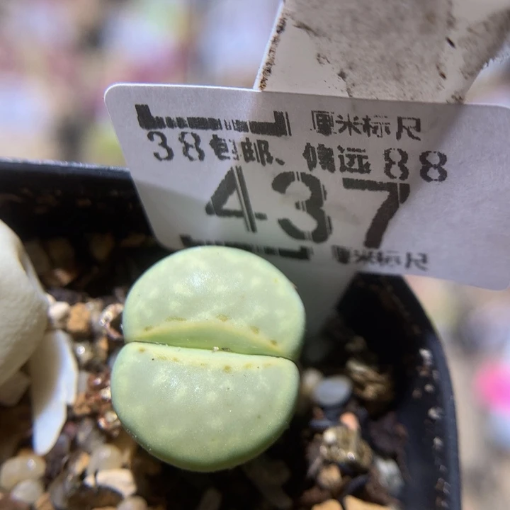 zzz我也想要这样的437