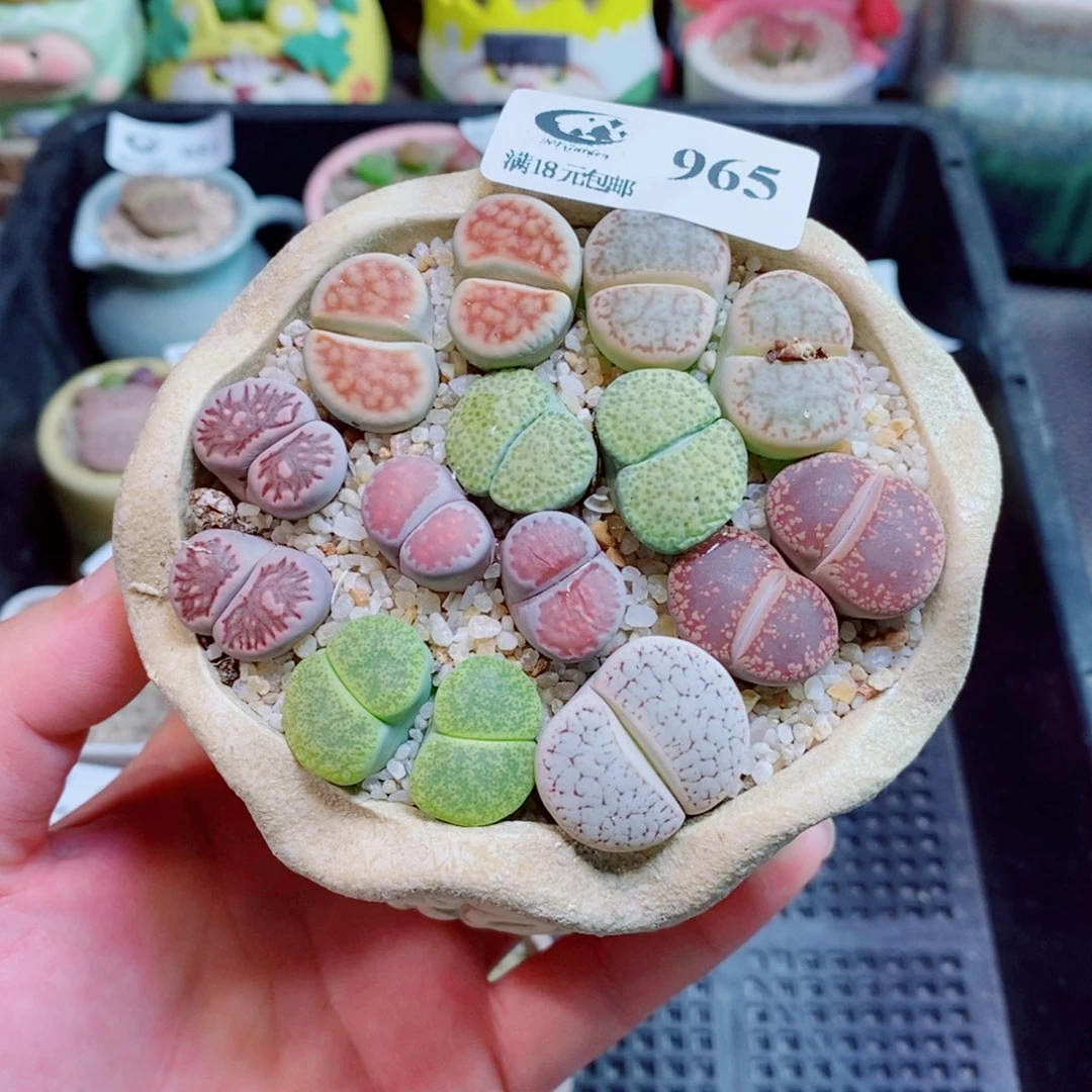 生石花花花花花965