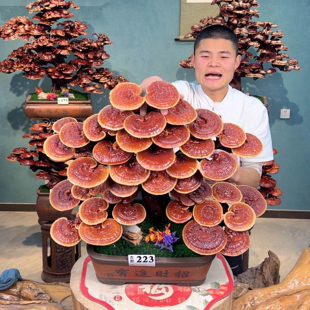 无花朵888888888888