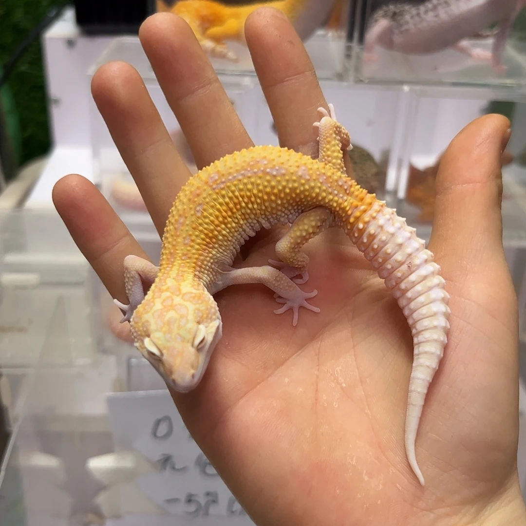 豹纹守宫豹纹守宫