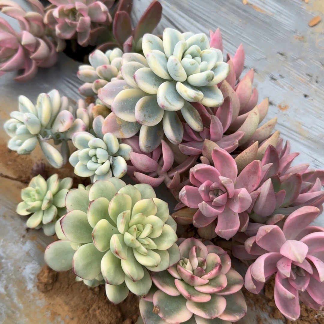 24-39布丁锦劳尔锦探戈锦拉牡丹锦各一颗量拍