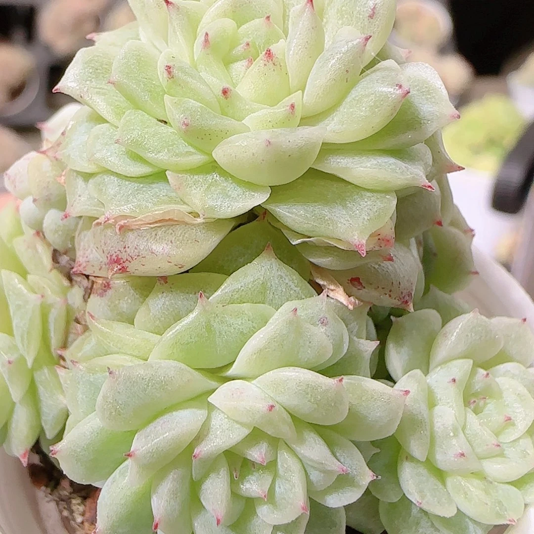 花语逸镜1126-54散