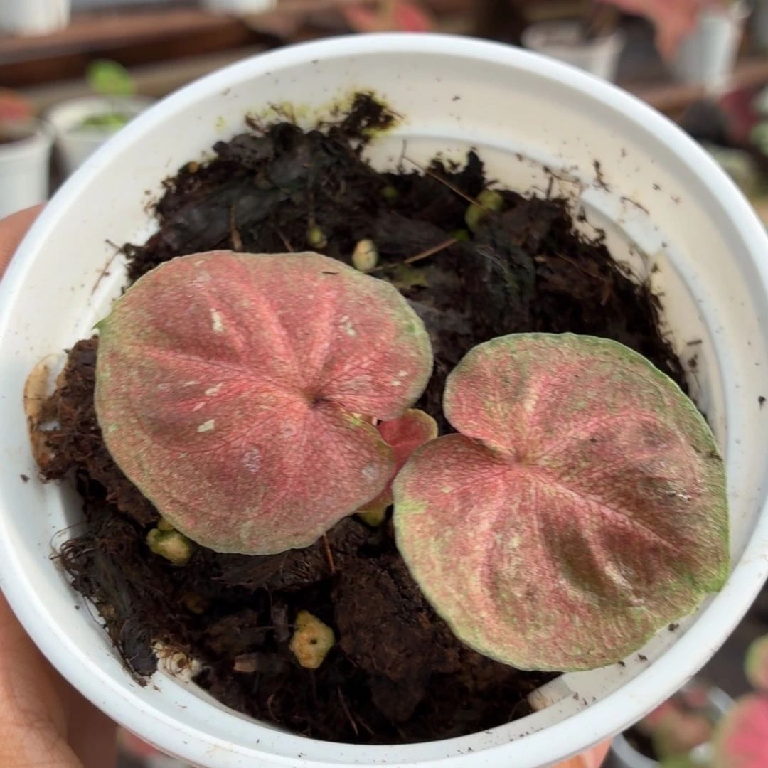 大部分花苞少量开放B285