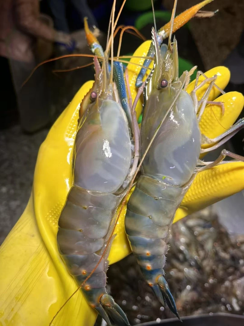 【10-15只/斤高品质硬壳】罗氏沼虾大头草虾金钱虾鲜活速冻顺丰包邮