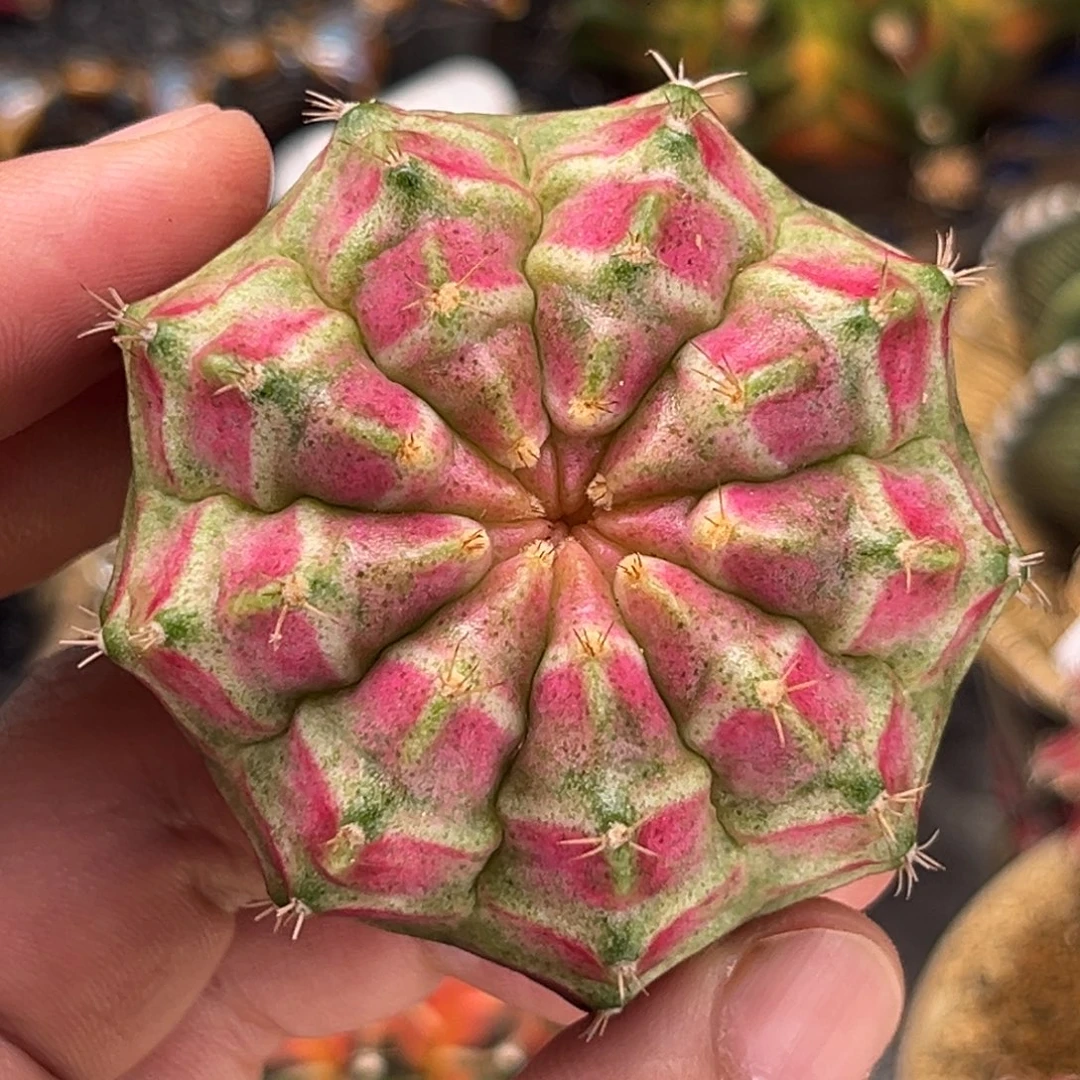 米哈肋骨仙人球08