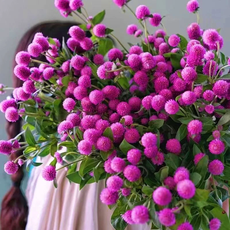 千日红千日白千日紫千日粉种子耐旱四季花种子庭院易种花籽花草种