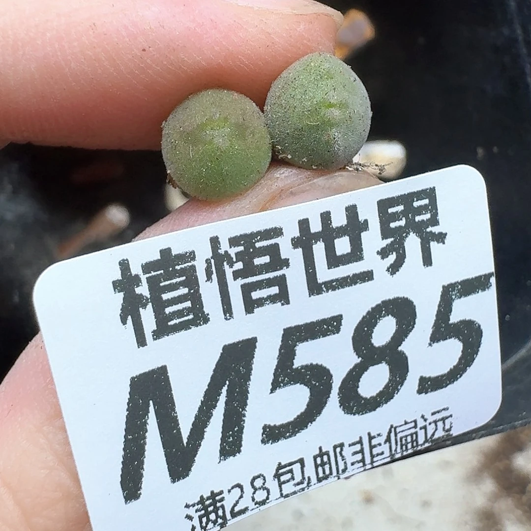 多肉植物的润泽地地方