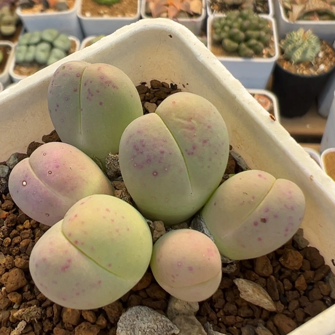 20多肉植物百科植物